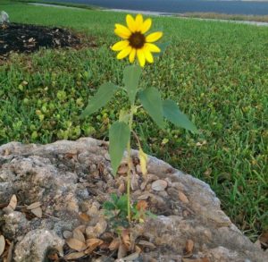Sunflower of hope