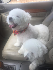 Kim Tomsic's dogs Lucky and Shushi
