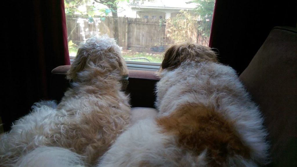 Our dogs Peanut Butter Buttons and Annie hanging out with me as I write on the couch.